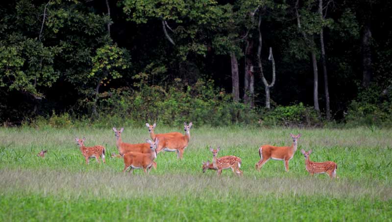 Deer field in South Jersey